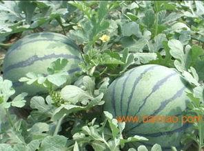 山东网红团队吃瓜事件,揭秘网络舆论风波背后的真相  第1张